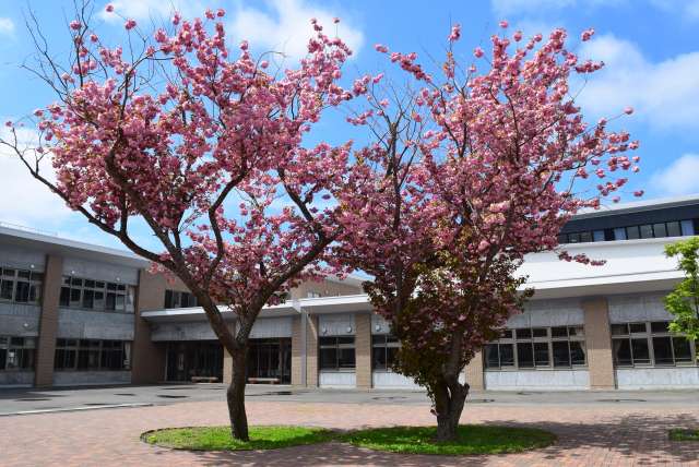 八重桜